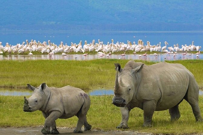 7 Days Safari to Maasai Mara, Nakuru, Naivasha and Amboseli - Day 7: A final drive before Nairobi