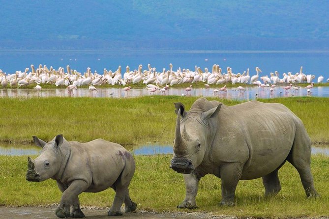 7 days safari to Masai Mara Nakuru ,Naivasha and Amboseli parks - Day 6: Amboseli elephants and Observation Hill