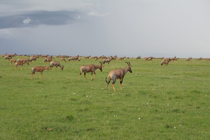 7 days Sopa lodges full private package - What your $3,995.25 safari actually covers