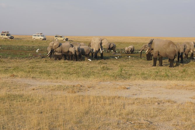 7 days Sopa lodges full private package - Day 2: A full Amboseli drive with elephants and a Maasai option