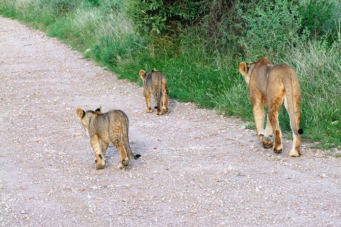 7 Days Tsavo East, Taita, Amboseli & SanctuarySafari from Mombasa - Why this route works from Mombasa