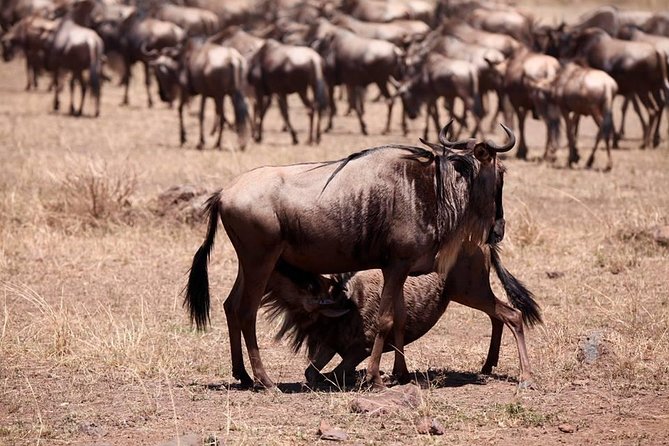 8-Day Amazing Kenya Holiday Safari - Days 1 and 2: Maasai Mara brings the classic safari scene