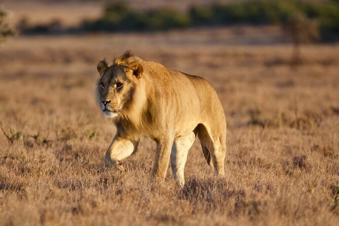 8-Day Amazing Kenya Holiday Safari - Days 4 and 5: Samburu changes the animal checklist