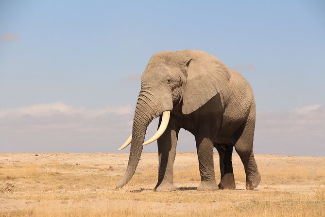 8-Day Amazing Kenya Holiday Safari - What the $4,671.43 price really covers