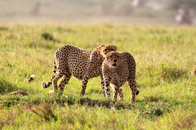 8-Day Amazing Kenya Holiday Safari - Day 3: Lake Nakuru adds birds and rhino