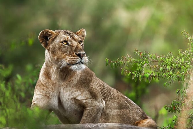 8 Day Bush and Beach Private Holiday Safari - Days 6 and 7: Easy hours at Diani Beach
