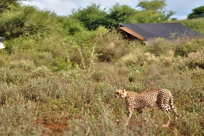 8-Day Kenya Group Joining Safari - Day 7: Amboseli’s elephants and open views