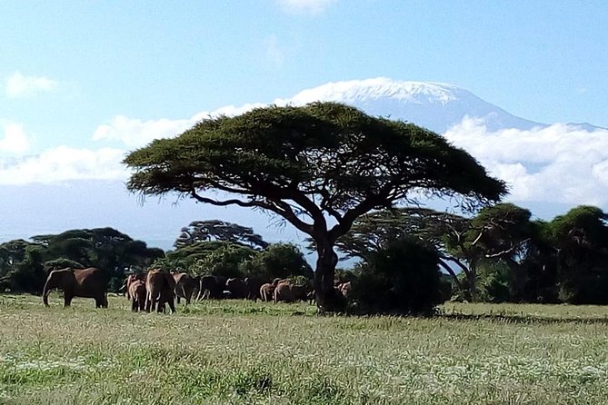 8 Day Safari: Best of Kenya & Tanzania - Day 4: Crossing into Tanzania and reaching Serengeti