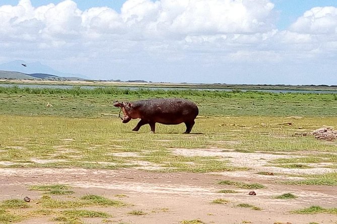 8 Day Safari: Best of Kenya & Tanzania - Day 6: Ngorongoro Crater