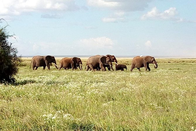 8 Day Safari: Best of Kenya & Tanzania - Day 1: Lake Nakuru from Nairobi
