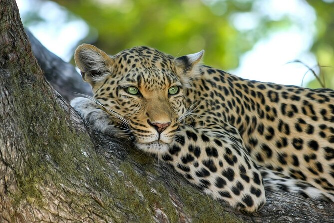 8 Days / 7 Nights 2021 / 2022 Wildebeest Migration Safari - Maasai Mara Reserve - Day 1: Nairobi and a practical safari briefing