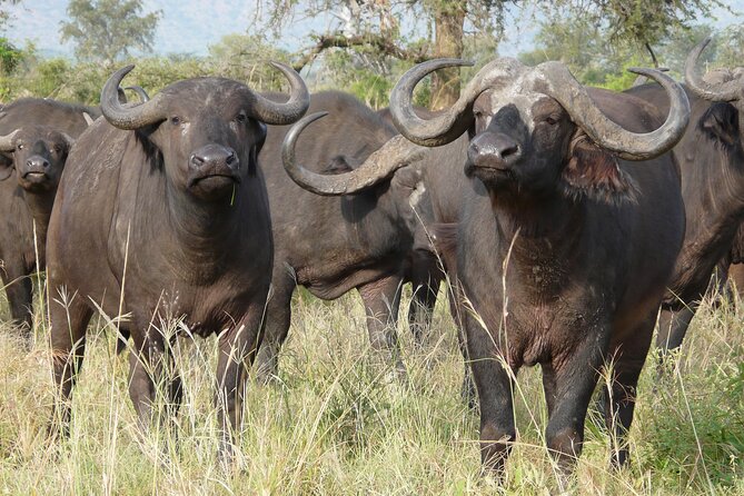 8 Days / 7 Nights 2021 / 2022 Wildebeest Migration Safari - Maasai Mara Reserve - Day 3: Samburu’s unusual animals