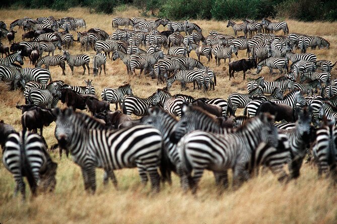 8 Days / 7 Nights 2021 / 2022 Wildebeest Migration Safari - Maasai Mara Reserve - Day 4: Lake Nakuru and the Great Rift Valley