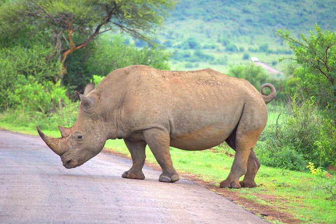 8 Days / 7 Nights 2021 / 2022 Wildebeest Migration Safari - Maasai Mara Reserve - Day 5: First afternoon in Maasai Mara