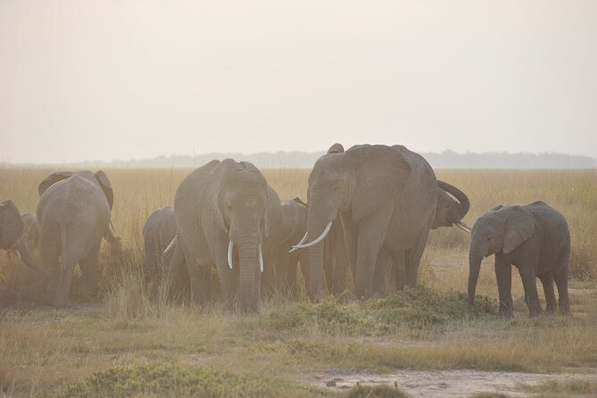8 Days / 7 Nights 2021 / 2022 Wildebeest Migration Safari - Maasai Mara Reserve - Days 6 and 7: Two days for the Mara