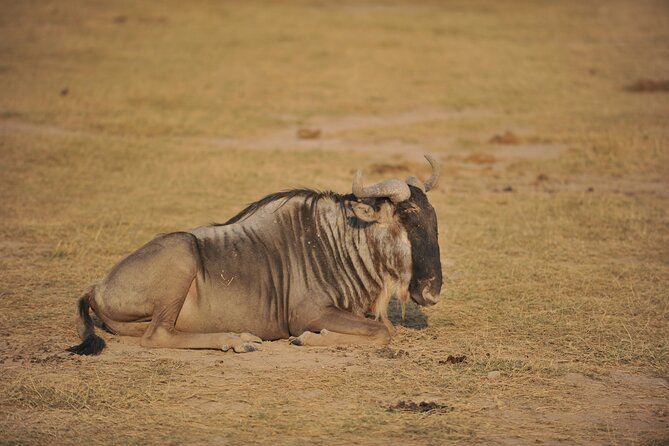 8 Days / 7 Nights 2021 / 2022 Wildebeest Migration Safari - Maasai Mara Reserve - What the transport and guide setup mean