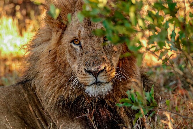 8 Days 7 Nights Kenyan Luxury Safari - Days 3 to 5: Lewa’s rare species and working conservation model