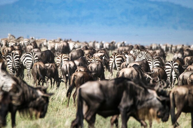 8 Days 7 Nights Kenyan Luxury Safari - Day 7: A full safari day in Maasai Mara