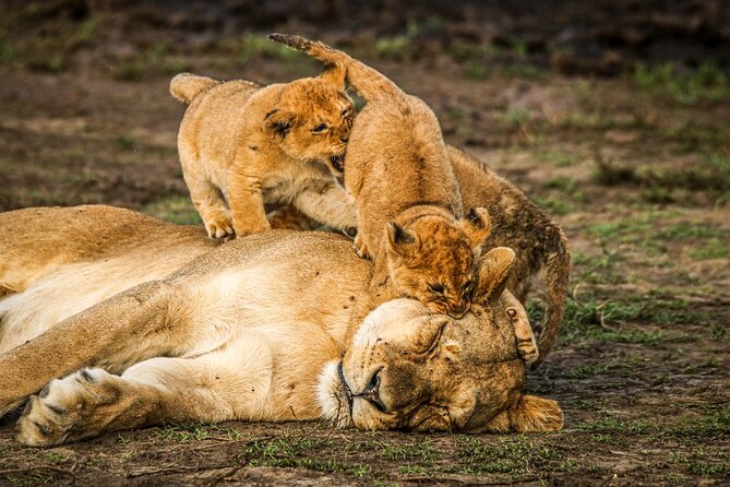 8 Days 7 Nights Kenyan Luxury Safari - Day 8: Return to Nairobi and onward travel
