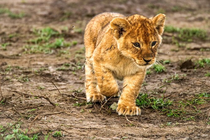 8 Days 7 Nights Kenyan Luxury Safari - What $6,350 per person really buys