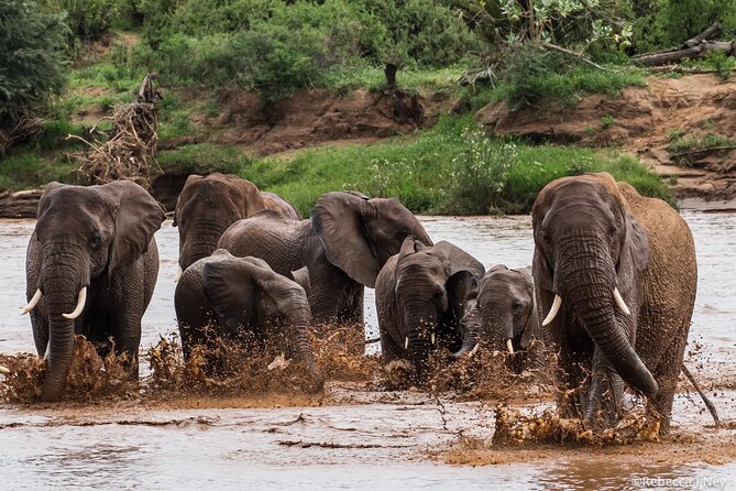 8 Days 7 Nights Kenyan Luxury Safari - Day 2: Full-day wildlife and conservation at Ol Pejeta