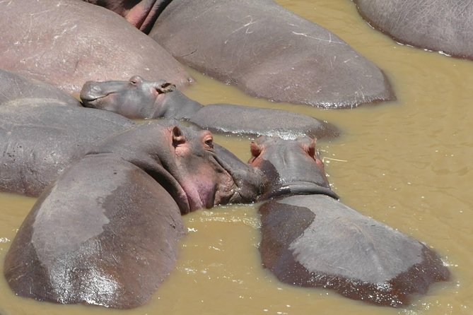8 Days Amboseli lake Nakuru Masai Mara lake Naivasha safari - What this eight-day route really covers