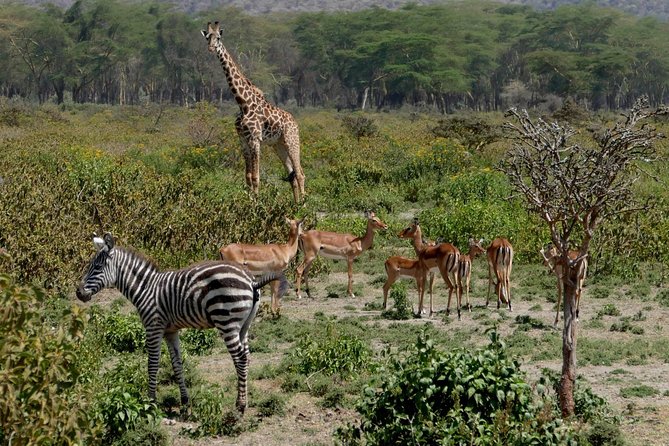 8 Days Amboseli lake Nakuru Masai Mara lake Naivasha safari - Day 2: a full day among Amboseli wildlife