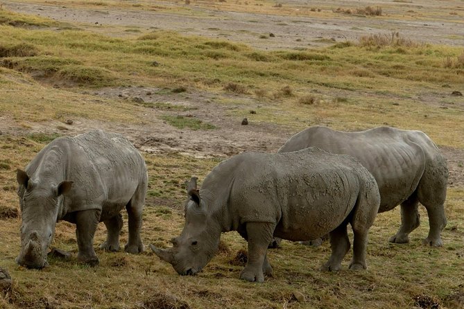 8 Days Amboseli lake Nakuru Masai Mara lake Naivasha safari - Day 5: the safaris best wildlife day