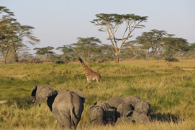 8 Days Best of Kenya and Tanzania Safari from Nairobi - Four famous parks, one demanding route