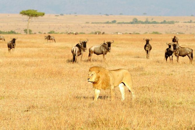 8 Days Best of Kenya and Tanzania Safari from Nairobi - Day 2: Maasai Mara and the Mara River