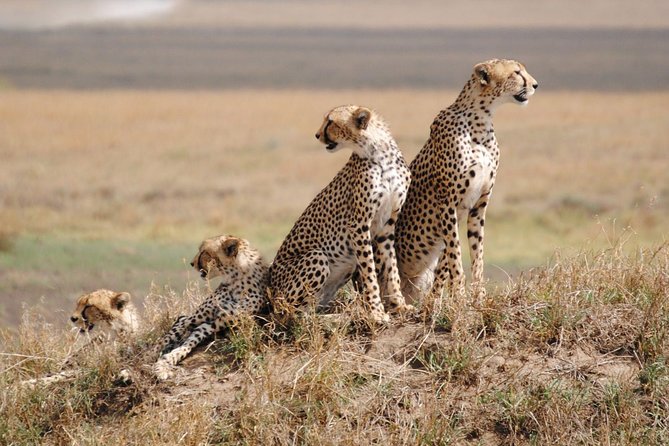 8 Days Kenya and Tanzania Private Lodging Safari from Nairobi - Why this Kenya and Tanzania route works