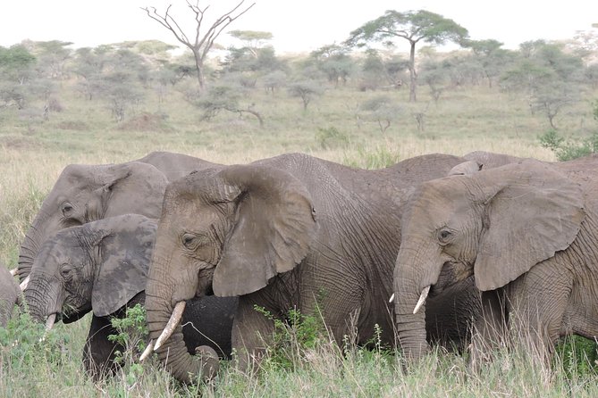 8 Days Kenya and Tanzania Private Lodging Safari from Nairobi - Day 4: A full day across the Serengeti plains