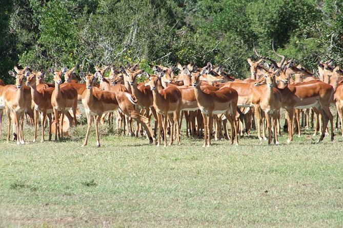 8 days Kenya highlights safari starting from Nairobi. - What this Nairobi safari is really offering