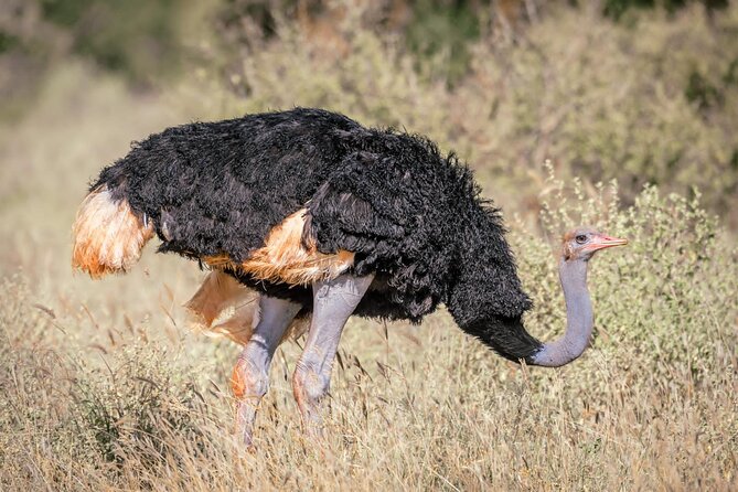 8 days Kenya highlights safari starting from Nairobi. - Day 5: A full day with Amboseli elephants