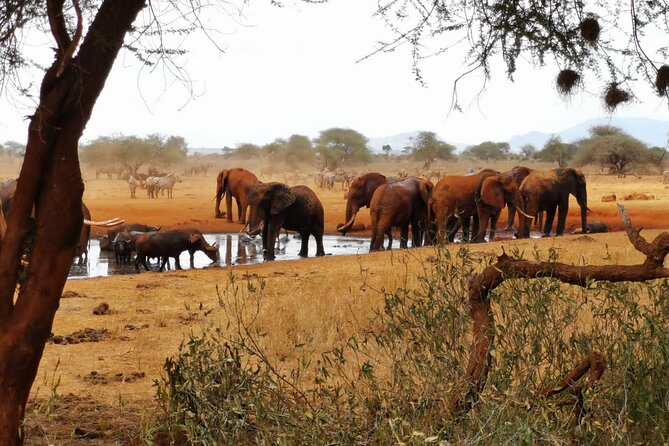 8 days Kenya highlights safari starting from Nairobi. - Day 7: Red elephants and the Yatta Plateau in Tsavo East