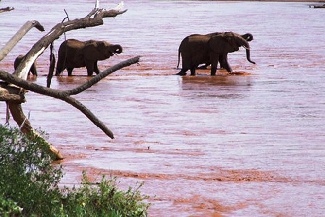 8 days Kenya highlights safari starting from Nairobi. - Day 8: One last drive and your onward transfer