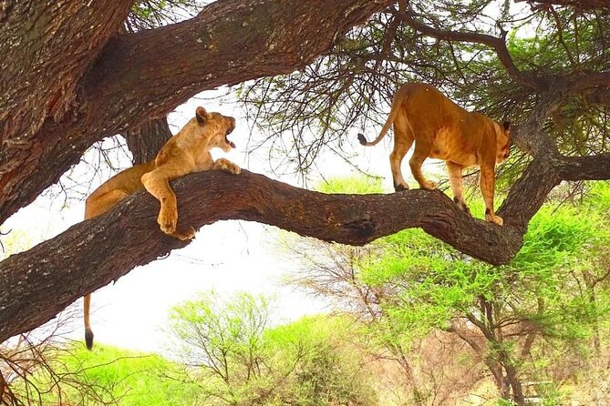 8 days Kenya highlights safari starting from Nairobi. - Day 1: Mai Mahiu and the first Maasai Mara game drive