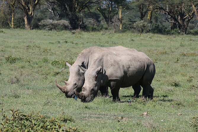 8 Days Kenya Safari Expedition - Day 1: Nairobi National Park beside the city