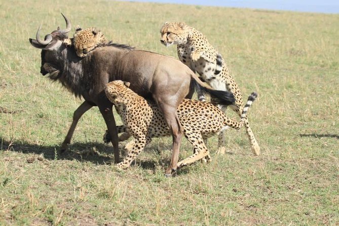 8 Days Safari to Amboseli, Great Rift Valley Lakes & Masai Mara - Day 5: Rhinos and water birds at Lake Nakuru