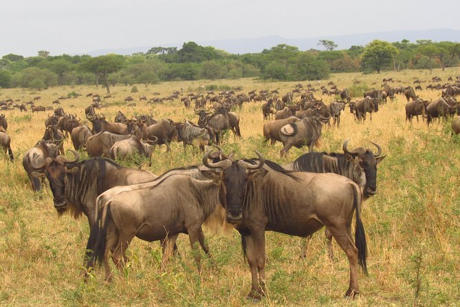 8 Days Safari to Amboseli, Great Rift Valley Lakes & Masai Mara - Days 6 and 7: The Maasai Mara finale