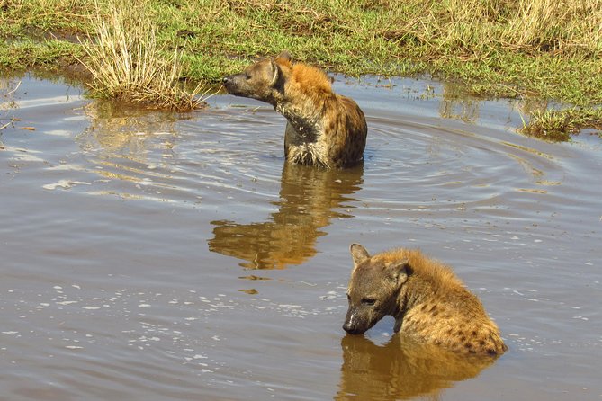 8 Days Safari to Amboseli, Great Rift Valley Lakes & Masai Mara - Vehicle space, group size, and road time
