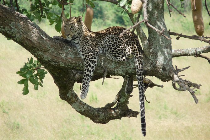 8 Days Safari to Amboseli, Great Rift Valley Lakes & Masai Mara - Meals, lodging, and practical comfort