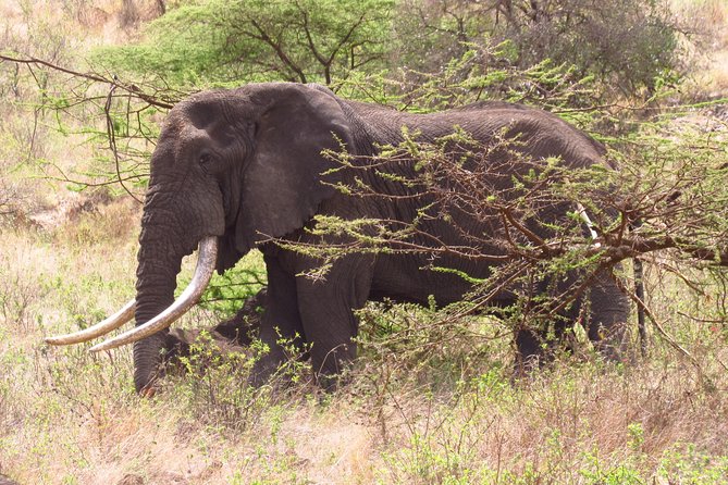 8 Days Safari to Amboseli, Great Rift Valley Lakes & Masai Mara - Day 4: The long road to Lake Bogoria