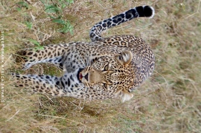 8 Days: Tsavo East National Park Amboseli, Nakuru, Maasai Mara Park - Lake Nakuru: a water stop with birdlife