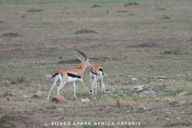 8 Days: Tsavo East National Park Amboseli, Nakuru, Maasai Mara Park - Maasai Mara: the trip’s main wildlife finale