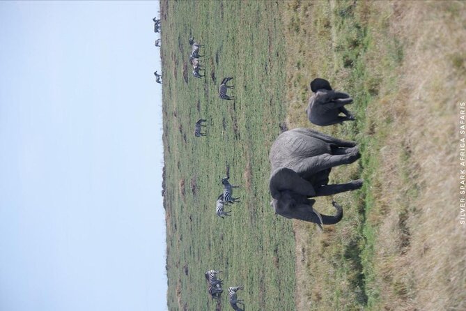 8 Days: Tsavo East National Park Amboseli, Nakuru, Maasai Mara Park - The long return to Nairobi
