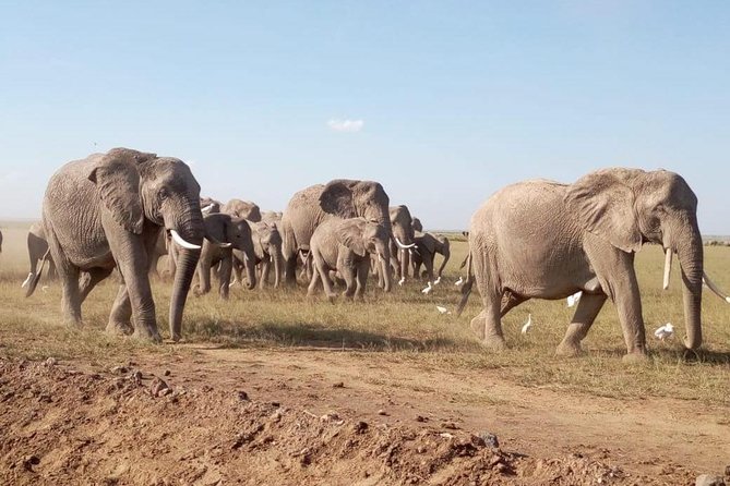 8 Days: Tsavo East National Park Amboseli, Nakuru, Maasai Mara Park - Amboseli: elephants beneath Mount Kilimanjaro