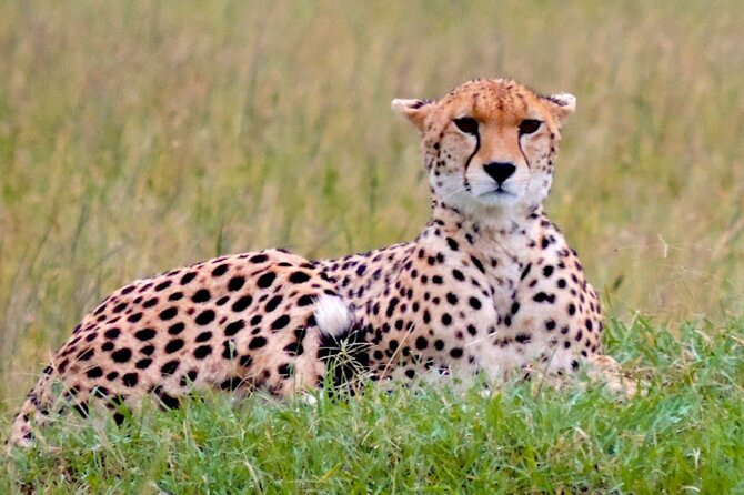 9 Day Private Luxury Spectacle Safari Majestic Kenya Wonderland - Days 1 and 2: Tsavo West, springs, red elephants, and volcanic viewpoints