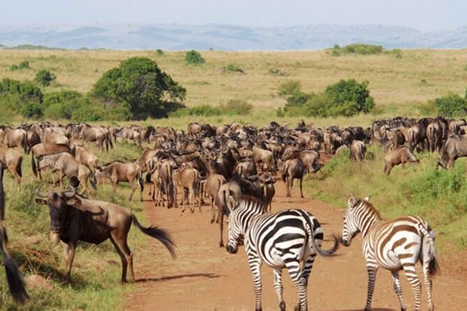9 Day Private Luxury Spectacle Safari Majestic Kenya Wonderland - Days 3 and 4: Amboseli and the best elephant views