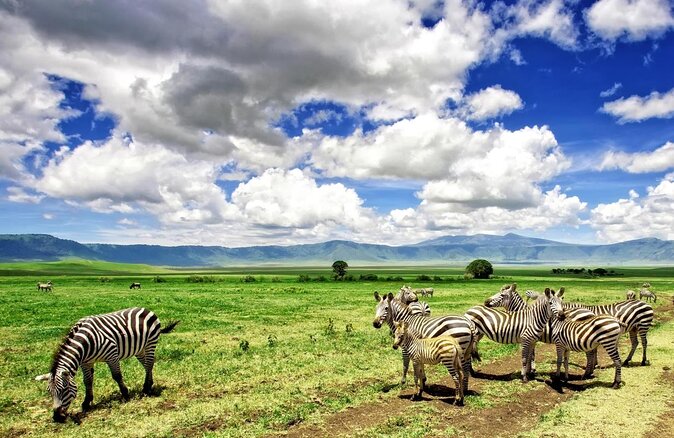9 days, 8 nights budget Kenya and Tanzania safari - Key points before you book